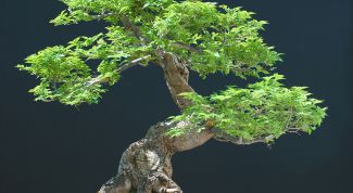 Картинка по теме - как обрезать бонсай