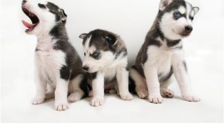 Картинка по теме - как выбрать щенка хаски