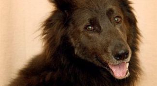 Картинка по теме - как кормить собаку натуральным кормом