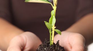 Картинка по теме - как размножить фикус бенджамина