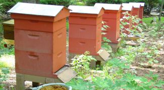 Картинка по теме - как оформить пасеку