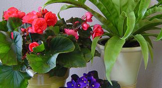 Картинка по теме - как спасти замерзшие цветы