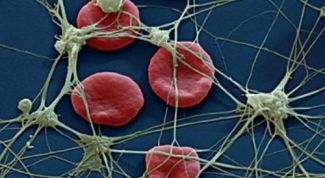 Картинка по теме - как увеличить количество тромбоцитов