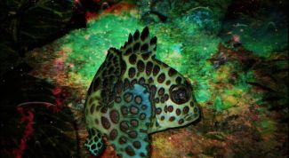 Картинка по теме - как прикрепить фон для аквариума