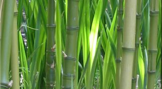 Картинка по теме - как согнуть бамбук
