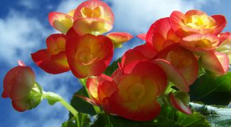 Картинка по теме - как пересадить бегонию