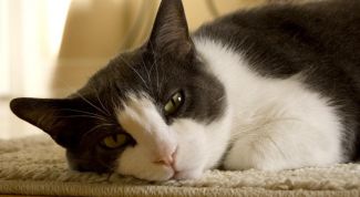 Картинка по теме - как вывести блох у кота