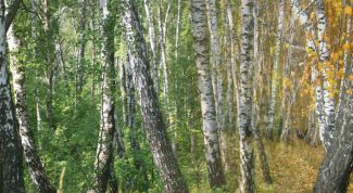 Картинка по теме - как выделить маску