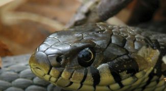 Картинка по теме - как содержать ужа