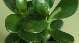 Картинка по теме - как формировать денежное дерево