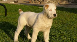 Картинка по теме - как кормить среднеазиатскую овчарку