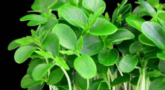 Картинка по теме - как вырастить кресс салат