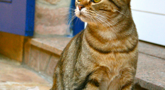 Картинка по теме - как выбрать наполнитель для кошачьего туалета