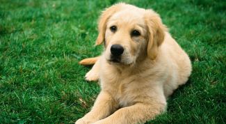 Картинка по теме - как сбить температуру у собаки