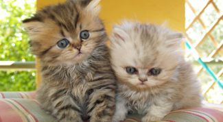 Картинка по теме - как кормить персидского котёнка