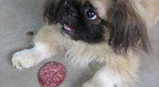 Картинка по теме - как отучить собаку от вредных привычек