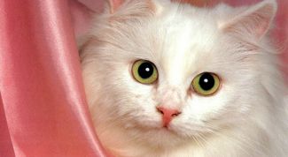 Картинка по теме - как давать вазелиновое масло кошкам