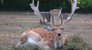 Картинка по теме - как слепить оленя