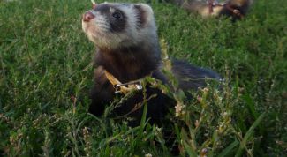 Картинка по теме - как содержать в домашних условиях хорька