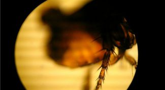 Картинка по теме - как избавиться от земляных блох