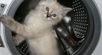 Картинка по теме - как избавиться от плесени в стиральной машине