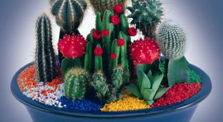 Картинка по теме - как приручить кактус