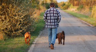 Картинка по теме - как отучить собаку тянуть поводок