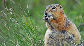 Картинка по теме - как отучиться грызть ногти