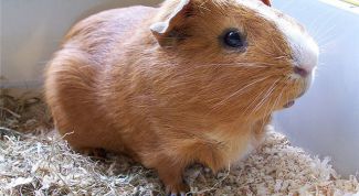 Картинка по теме - как отличить морскую свинку мальчика от девочки