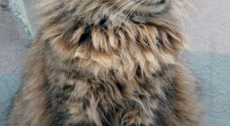 Картинка по теме - как приручить кошку к рукам