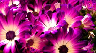 Картинка по теме - как вырастить цинерарию