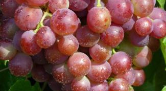 Картинка по теме - как укрыть виноград в зиму