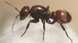 Картинка по теме - как вывести рыжих домашних муравьев