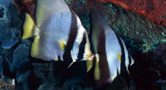 Картинка по теме - как лечить скалярий