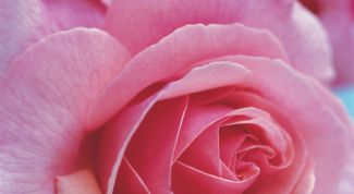 Картинка по теме - как вырастить розы в теплице