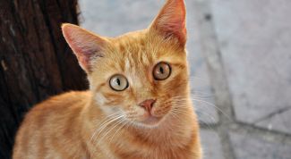 Картинка по теме - как избавиться от клещей у кошек