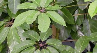 Картинка по теме - как поливать шефлеру