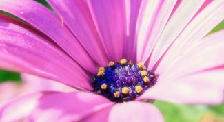 Картинка по теме - как получить розовую краску