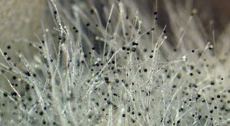 Картинка по теме - как удалить запах плесени