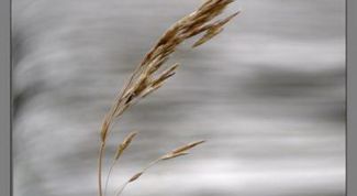 Картинка по теме - как определить скорость ветра