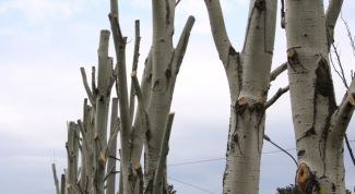 Картинка по теме - как выкорчевать дерево