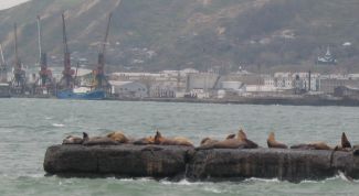 Картинка по теме - как попасть на сахалин