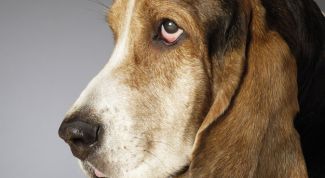 Картинка по теме - как приучить собаку сидеть одну