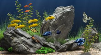 Картинка по теме - как фотографировать аквариум