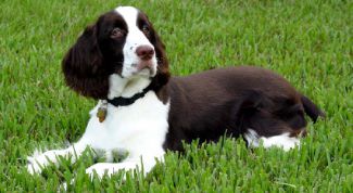 Картинка по теме - как воспитать спаниеля