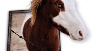 Картинка по теме - как сделать трехмерную фотографию