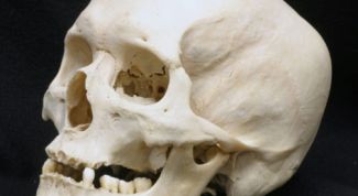Картинка по теме - как слепить череп
