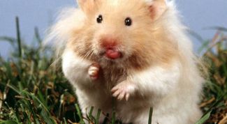 Картинка по теме - как нарисовать хомячка