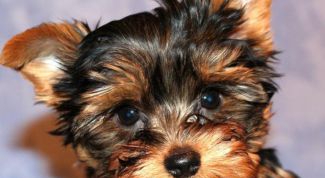 Картинка по теме - как стричь ногти йорку