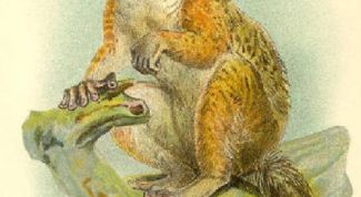 Картинка по теме - как рисовать животных